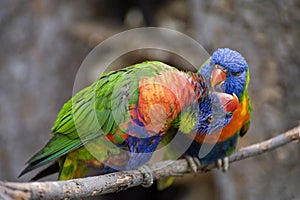 Swainson's Lorikeet