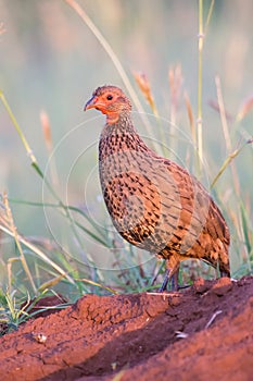 Swainson's spur fowl sit on a ant heap to call for its mate in e