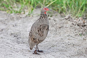 Swainson`s spurfowl