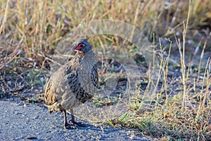 Swainson`s spurfowl or Swainson`s francolin is a species of bird in the family Phasianidae