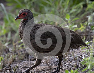 Swainson`s spurfowl Pternistis swainsonii