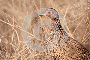 Swainson's Spurfowl (Pternistis swainsonii)