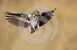 Swainson's Thrush photo