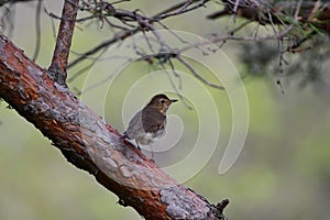 Swainson's Thrush bird in forest