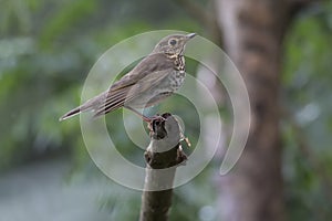 Swainson`s Thrush Catharus ustulatus