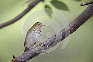 Swainson's Thrush (Catharus ustulatus swainsoni)