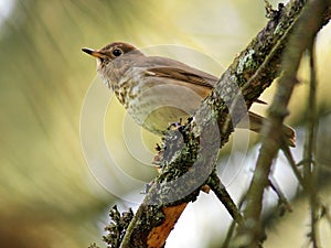 Swainson's Thrush in the Forest