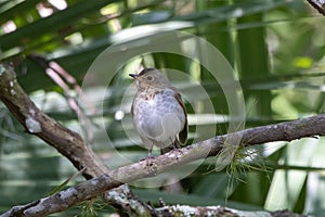 A swainson's thrush perched on a branch