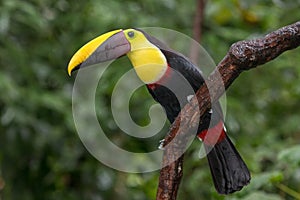 Swainson`s toucan portrait on a branch near La Fortuna, Costa Rica