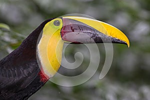 Swainson`s toucan portrait on a branch near La Fortuna, Costa Rica