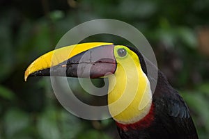 Swainson`s toucan portrait on a branch near La Fortuna, Costa Rica