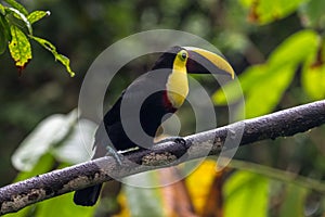 Swainson`s toucan portrait on a branch near La Fortuna, Costa Rica