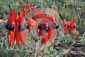 Swainsona formosa Plants growing in Australia Outback