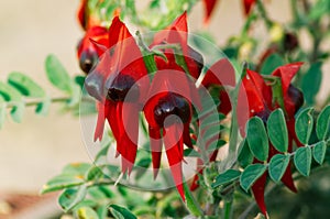 Swainsona Formosa Red Flowers