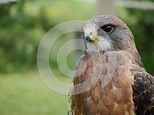 Swainsons Hawk