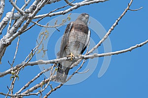 Swainsons Hawk in Barr Lake State Park