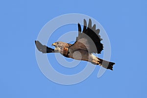 Swainsons Hawk (Buteo swainsoni)