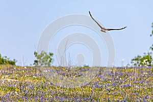 Swainsons Hawk in flight across a field of wildflowers photo
