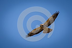 Swainsons Hawk in flight isolated closeup