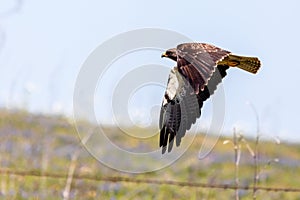 Swainsons Hawk in flight across a field of wildflowers photo