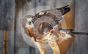 Swainsons Hawk in front of Wooden Background