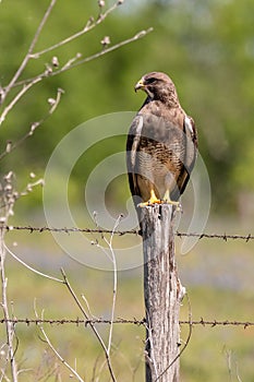 Swainsons Hawk resting on a barbed wire fence post photo