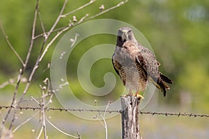 Swainsons Hawk resting on a barbed wire fence post photo