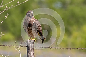 Swainsons Hawk resting on a barbed wire fence post