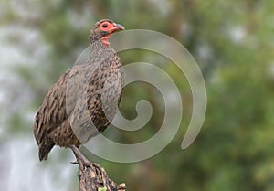 Swainsons Spurfowl on branch in Kruger