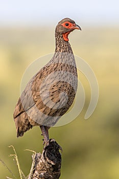 Swainsons Spurfowl on branch