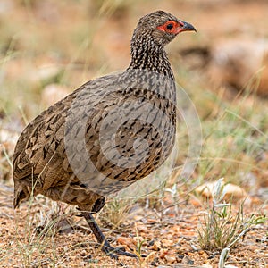 Swainsons Spurfowl on its morning walk