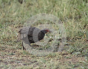 Swainsons Spurfowl