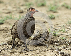 Swainsons Spurfowl