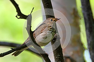 Swainsons Thrush