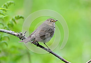 Swainsons Thrush