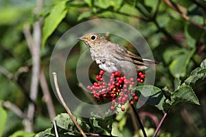 Swainsons Thrush