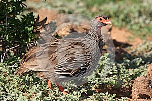 Swaison's Francolin Bird