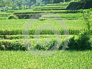 Swale Rice Fields (Terrace Rice Fields)