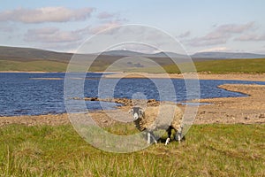 Swaledale ewe at Cow Green Reservoir, Teesdale