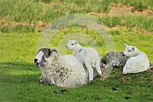 Swaledale Ewe sheep, and twins