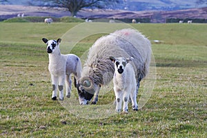 Swaledale ewe with twin lambs
