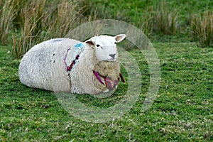 Swaledale ewe, wearing a lambing harness.