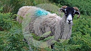 A Swaledale Sheep