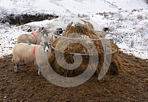 Swaledale sheep eating a round bale of hay from a feeder on snow covered moorland in winter
