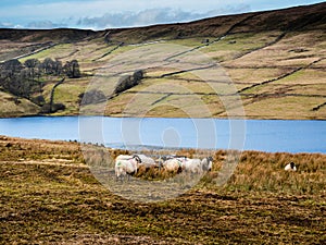 Swaledale sheep eating at the side of a reservoir