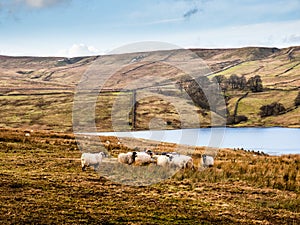 Swaledale sheep eating at the side of a reservoir