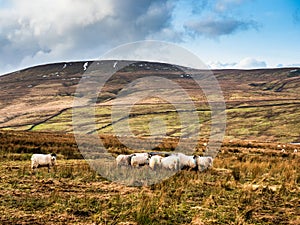 Swaledale sheep eating at the side of a reservoir