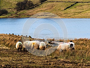 Swaledale sheep eating at the side of a reservoir