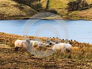 Swaledale sheep eating at the side of a reservoir