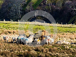 Swaledale sheep feeding in winter on open moorland with a reservoir behind